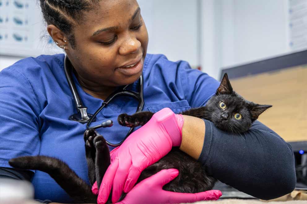 Animal Care health checker for livestock